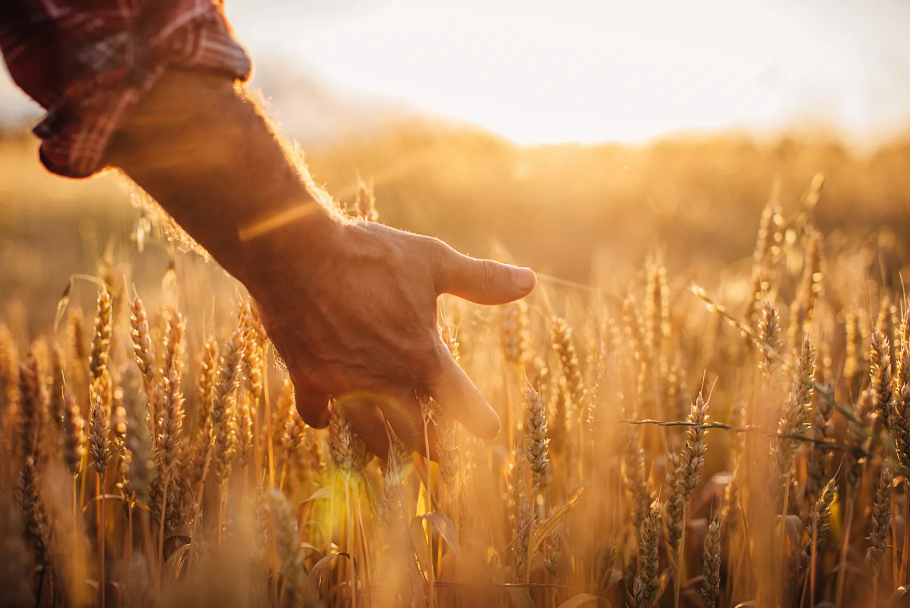 A healthy diet where one can tolerate gluten is also important to those who still include gluten.