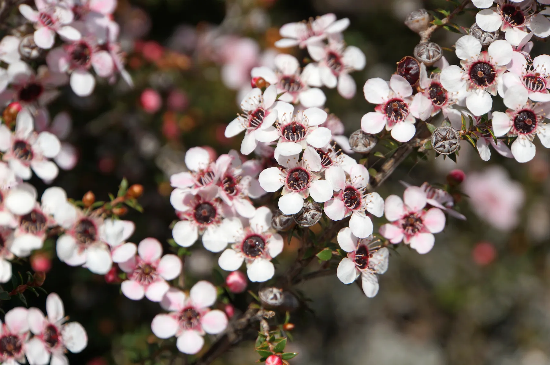 Manuka honey's antibacterial properties make it a fantastic option for use. You can use manuka honey topically for an allergic reaction too.